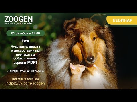 Видео: Чувствительность к лекарственным препаратам собак и кошек, вариант MDR1. 01.10.2025, 19:00