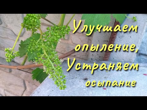 Видео: Причины осыпания завязи и плохого опыления винограда.