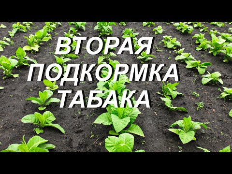 Видео: ВТОРАЯ ПОДКОРМКА ТАБАКА ( 15.06.22. )