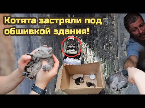 Видео: Котёнок застрял в стекловате под обшивкой здания/испуганная кошка не смогла выйти/ help save kittens