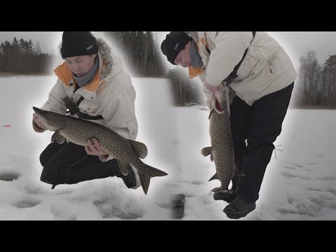Видео: Пришли на новое место. Очередь из щук бывает. Не дают отмерить глубину. Море эмоций.