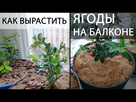 Видео: Выращивание лесных ягод на балконе под фитолампами. (Часть 2.2) Брусника, клюква, черника и пр.