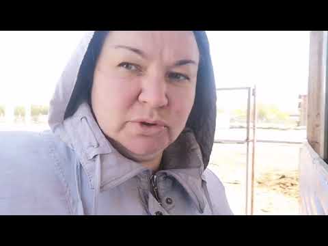 Видео: Одни на хозяйстве. Купили нового барана.