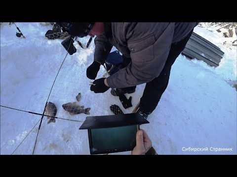 Видео: Отжарили там же, где и поймали. Огромные караси в болоте