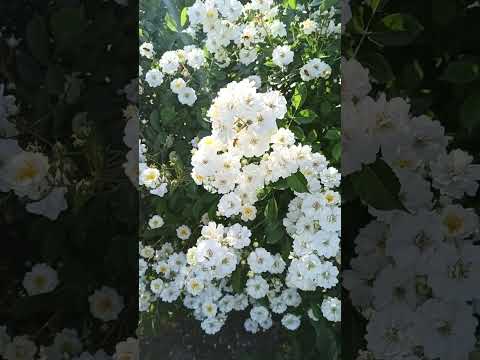 Видео: beautiful rose Guirlande d'Amour and bees 🐝/Красива троянда Гірлянд де Амур і бджілки-трудівнички