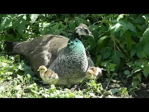 Видео: Содержание и Разведение Павлинов 2 часть/Breeding and Raising Peafowl