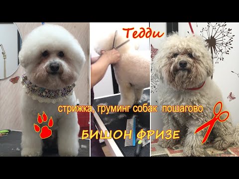 Видео: Стрижка, груминг Бишона, видео №1. Как подстричь бишона. "Тедди". Уроки груминга. Зоосалон у Мишки.