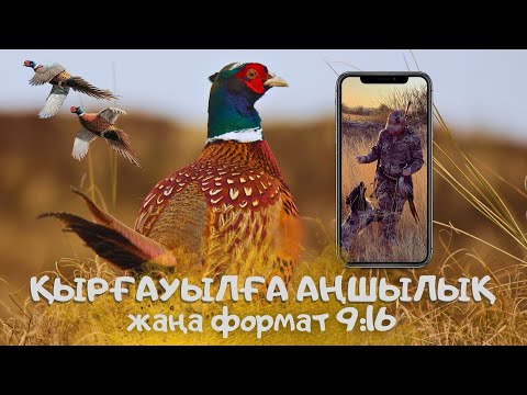 Видео: Арзанның сорпасы татымас! Қырғауылға аңшылық, маусымның қызған тұсы…  нашар оқ өзінікін көрсетті!