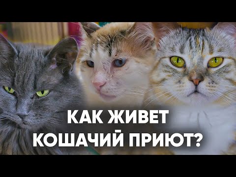 Видео: Жизнь кошек в приюте.  Приют для кошек "Лис".  Как живут кошки в кошачьем приюте ?