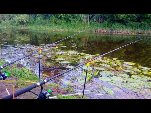 Видео: КРУПНИЙ КАРАСЬ І ЛИН ЛОВИМ НА КОРМАЧКИ. Рибалка на карася