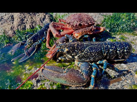 Видео: Поиск рыбы в прибрежной зоне, дайвинг, пляжная кухня и кемпинг | The Fish Locker