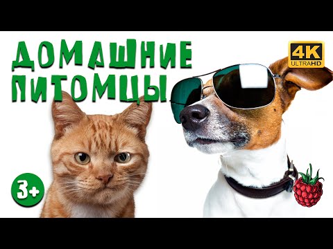 Видео: ДОМАШНИЕ ПИТОМЦЫ для детей | Как выбрать питомца?