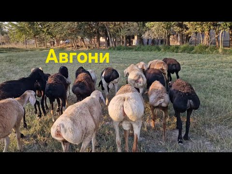 Видео: Кучкорбарахои зоти Авгони фуруши арзон.  Ватсап 907 30 60 40 .  Тел  206 90 91 91 
