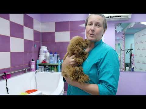 Видео: Правила ухода за щенками собак длиношерстных пород.Содержание, груминг.Руководство пользователя.