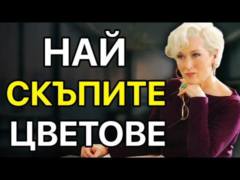 Видео: Открийте 6-те ЦВЯТА, Които Излъчват Елегантност и Ексклузивност!