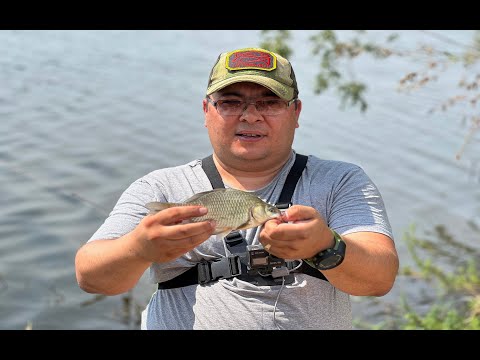 Видео: Ловим карася в + 40/ Рыбалка на Узынколе (г.Уральск)
