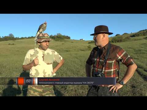 Видео: Охота на ястреба и с ястребом Hunting for hawk and hunting with hawk