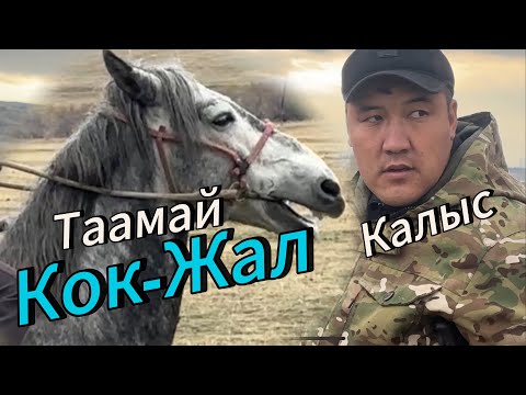 Видео: Калыстын Аты Кок жал +996-770-465-946