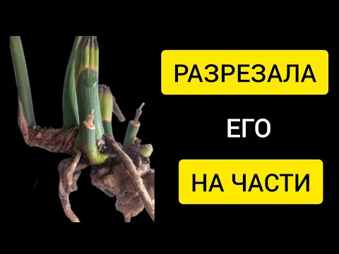 Видео: РАЗРЕЗАЛА замиокулькас НА ЧАСТИ | ЧТО из этого ВЫШЛО?