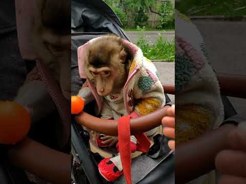 Видео: Обезьянка Люся гуляет пон#stylishmonkeys #monkey #funny #fypシ #animals #люся