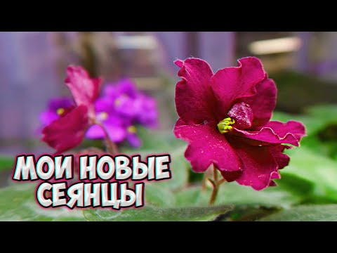 Видео: Мои новые сеянцы. Селекция фиалок в домашних условиях | african violet