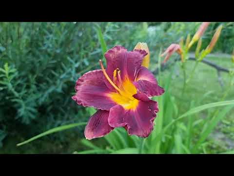 Видео: Уголки моего сада. Что, где цветет.