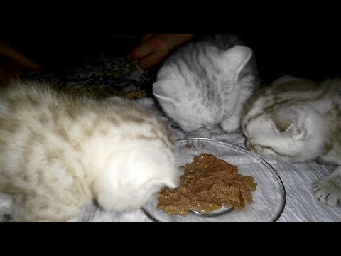 Видео: Как и Чем Кормить Котят. Котятам 1 мес 10 дней.