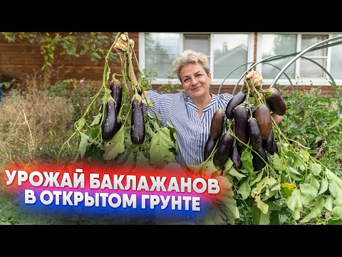 Видео: Урожай баклажанов в открытом грунте