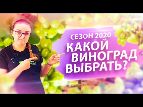 Видео: КАК ВЫРАСТИТЬ БОГАТЫЙ УРОЖАЙ ВИНОГРАДА В СИБИРИ и НЕ ТОЛЬКО?