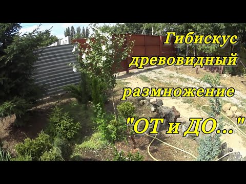 Видео: ГИБИСКУС ДРЕВОВИДНЫЙ - размножение черенками. Гибискус древовидный "бархатный шифон" - белый.