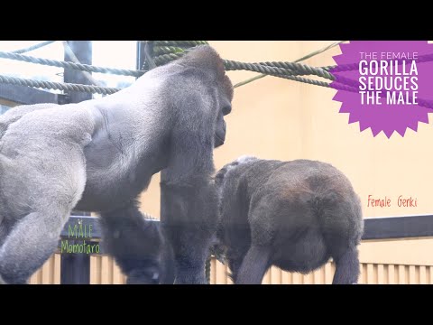 Видео: Самка гориллы просит самца о спаривании | Зоопарк Киото