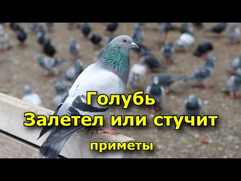Видео: Голубь. Залетел или стучит. Приметы.