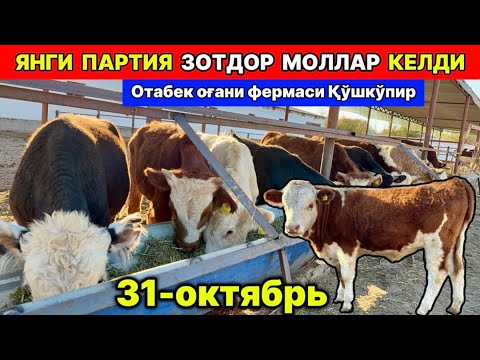 Видео: ЯНГИ ПАРТИЯ ЗОТДОР МОЛЛАР КЕЛДИ Отабек оғани фермаси Қўшкўпир  31-октября 2025 г.