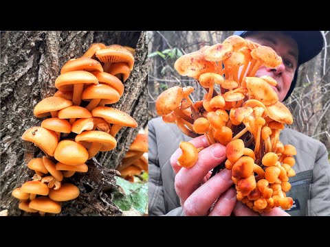 Видео: ЗОЛОТОЙ ГРИБ - Фламмулина! Собираем золото в лесу!