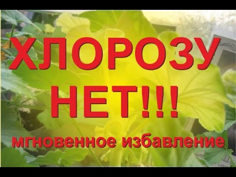 Видео: Хлороз на пеларгониях. Как убрать