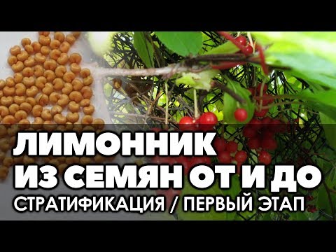 Видео: 🌱 Лимонник китайский выращивание из семян от и до. Стратификация - первый этап.