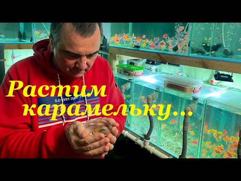 Видео: Мальки тернеции за 30 дней! От личинки до малька в 1см и более!