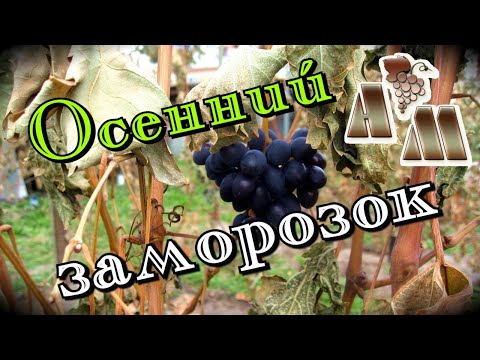 Видео: 🍇 Первые осенние заморозки на винограднике