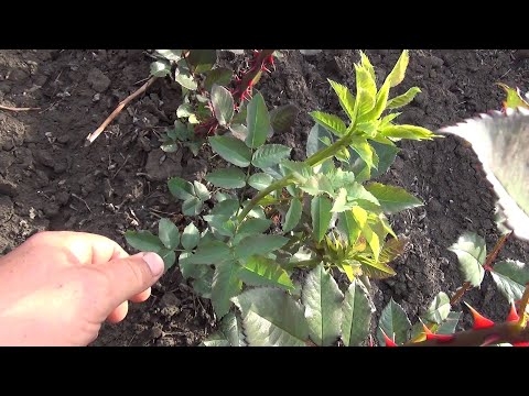 Видео: Дикая поросль на розах! Как правильно удалить! rozapochtoi.ru