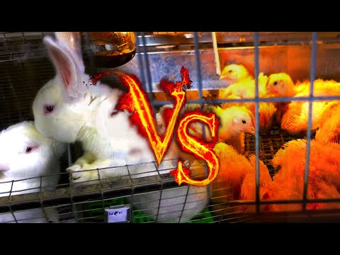 Видео: КРОЛИК ИЛИ БРОЙЛЕР?  КОГО ПРОЩЕ СОДЕРЖАТЬ!