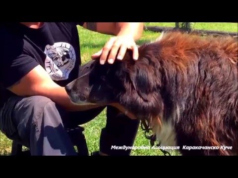 Видео: Екстериорни особености на главата при Каракачанското куче