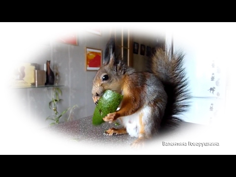 Видео: Один день из жизни белки Нобеля. Tame squirrel Noble.