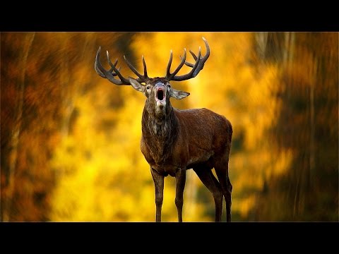 Видео: Красный Бор. Документальный фильм. Krasny Bor. Documentary film [Eng.Sub.]