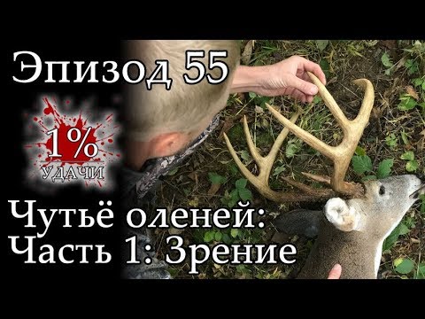 Видео: 1% УДАЧИ. Эпизод 055: Чутьё оленей. Часть 1. Зрение