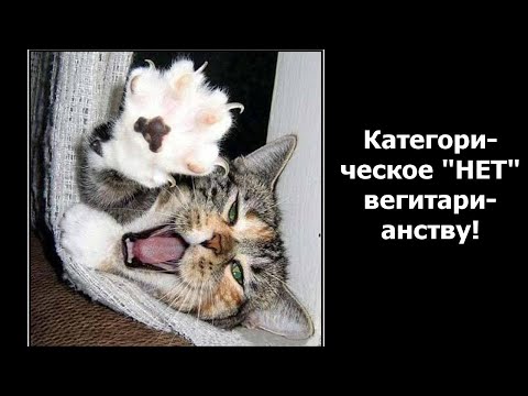 Видео: Веселые картинки. Приколы про кошаков. Смешные кошки.