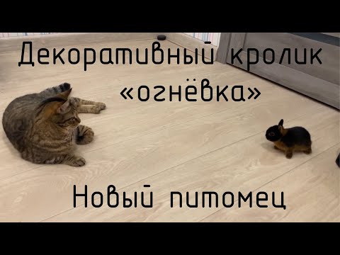 Видео: Декоративный кролик "Огнёвка". Реакция кошки на новую живность.