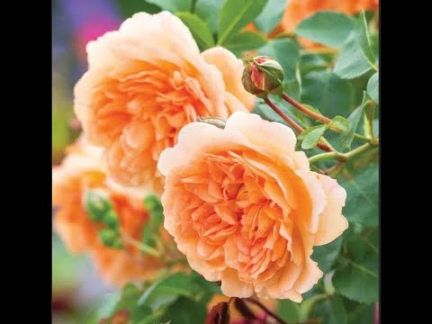 Видео: Что в имени твоем?! Часть 10.  Розы Остина. Роза  Dame Judi Dench. Талант на сцене.