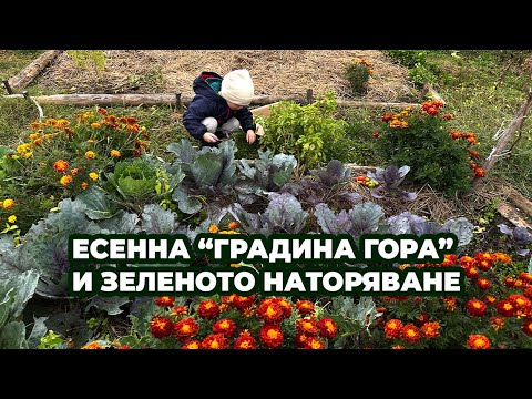 Видео: Есенна градина Гора част 1: Почистване на лехи, зелено торене, подготовка за зимата