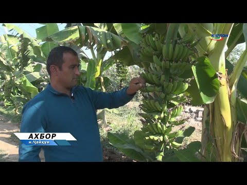 Видео: Парвариши меваҳои ситрусӣ дар ноҳияи Ҷайҳун