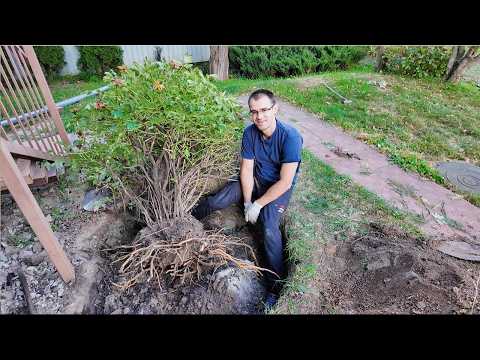 Видео: Пересаживаем огромные древовидные пионы, делаем гардеробную. Это было трудно, но все получилось!